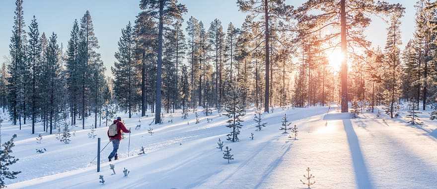 Cross country skier in snowy forest in the Lapland.