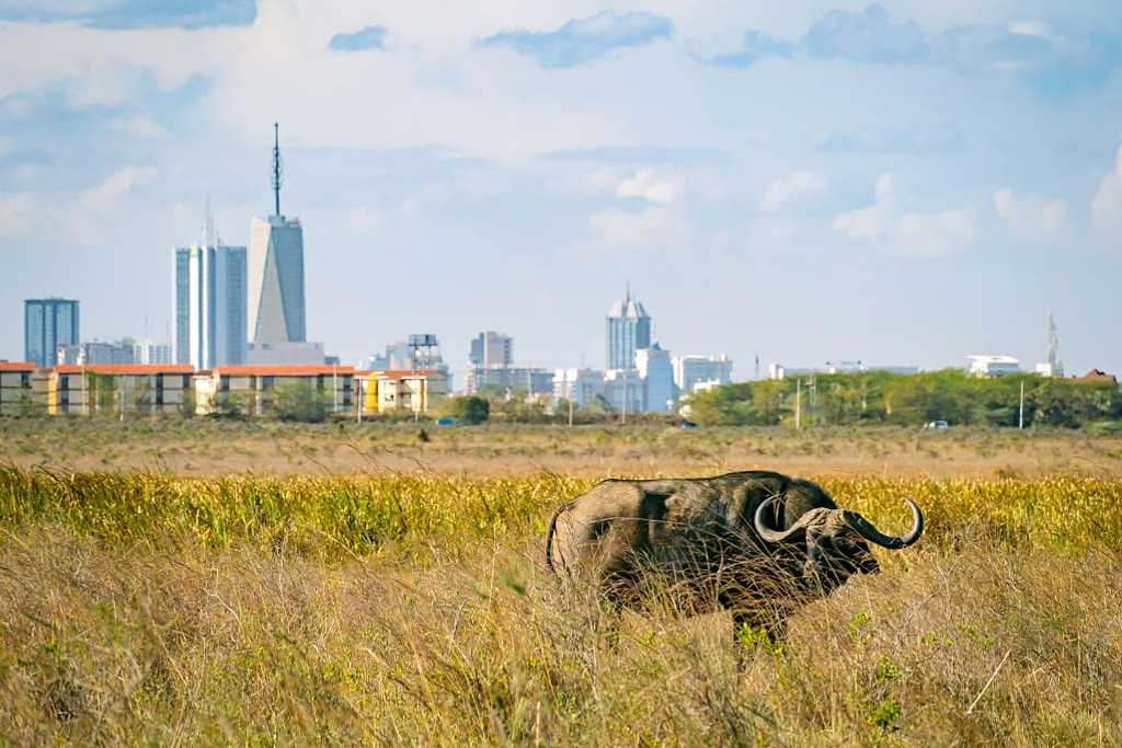 Buffalo in Nairobi National Park, Kenya