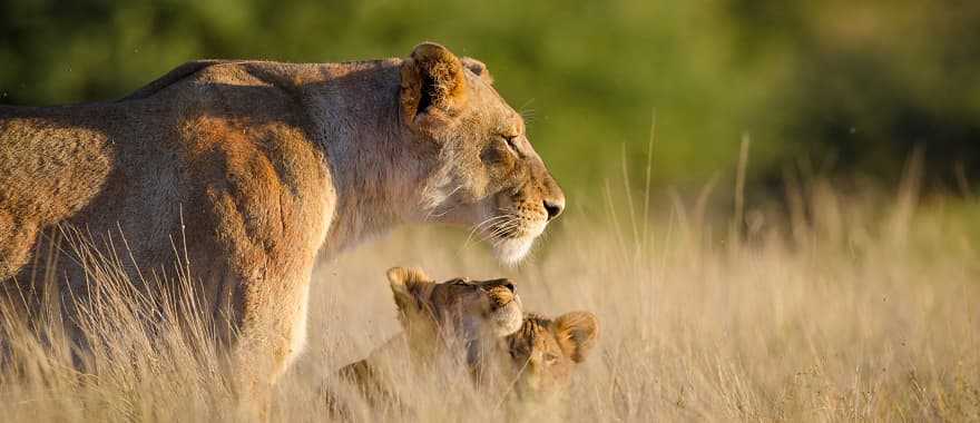 Lioness and two cubs in South Africa