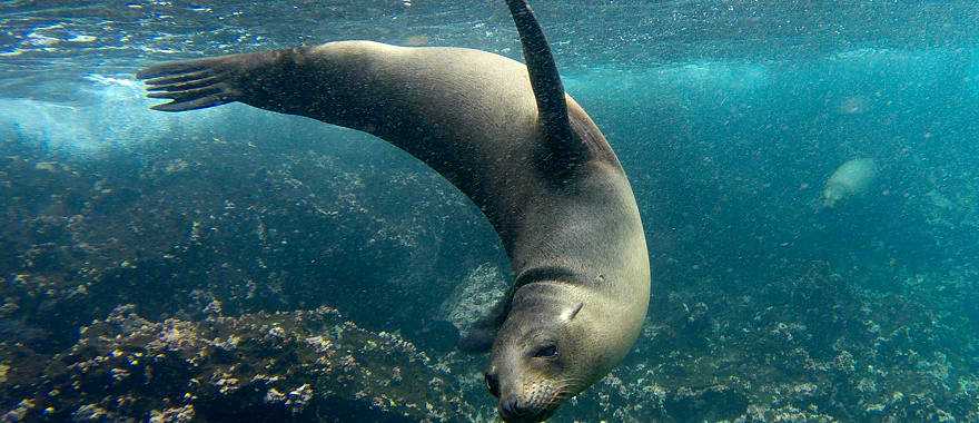 Sea lion playing in the Galapagos Islands