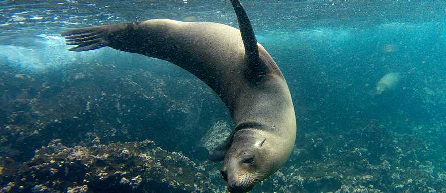 Sea lion playing in the Galapagos Islands Sea lion playing in the Galapagos Islands