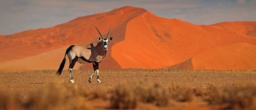 Oryx in Sossusvlei at sunset, Namibia
