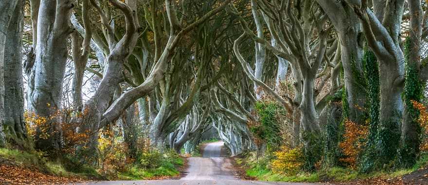 Dark Hedges in County Antrim, Northern Ireland