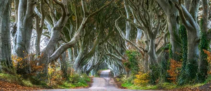 Dark Hedges in County Antrim, Northern Ireland Dark Hedges in County Antrim, Northern Ireland