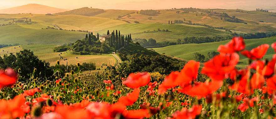Poppy flower field in the beautiful landscape scenery of Tuscany in Italy