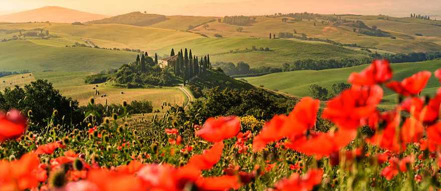 Poppy flower field in the beautiful landscape scenery of Tuscany in Italy Poppy flower field in the beautiful landscape scenery of Tuscany in Italy