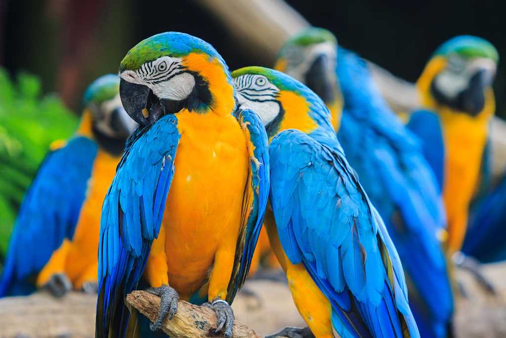 Blue and yellow Macaws in  Brazil
