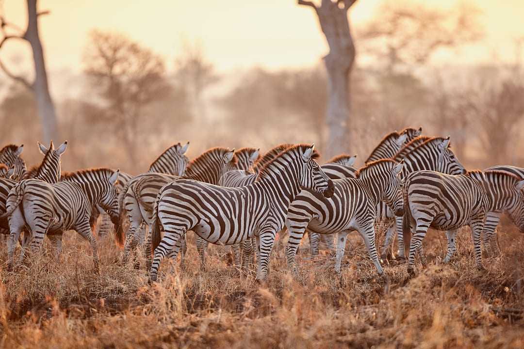 Burchell's zebras in Kruger National Park.