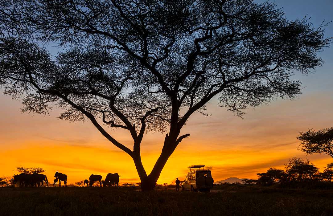 A beautiful sunset safari experience in the Serengeti, Tanzania.
