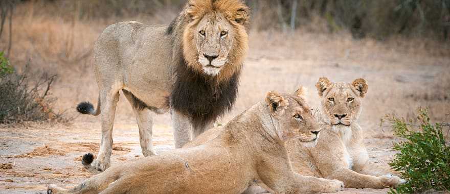 Sabi Sands Game Reserve, South Africa