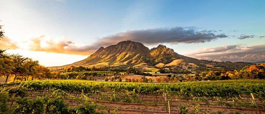 Wine region near Stellenbosch looking at Simonsberg in South Africa.