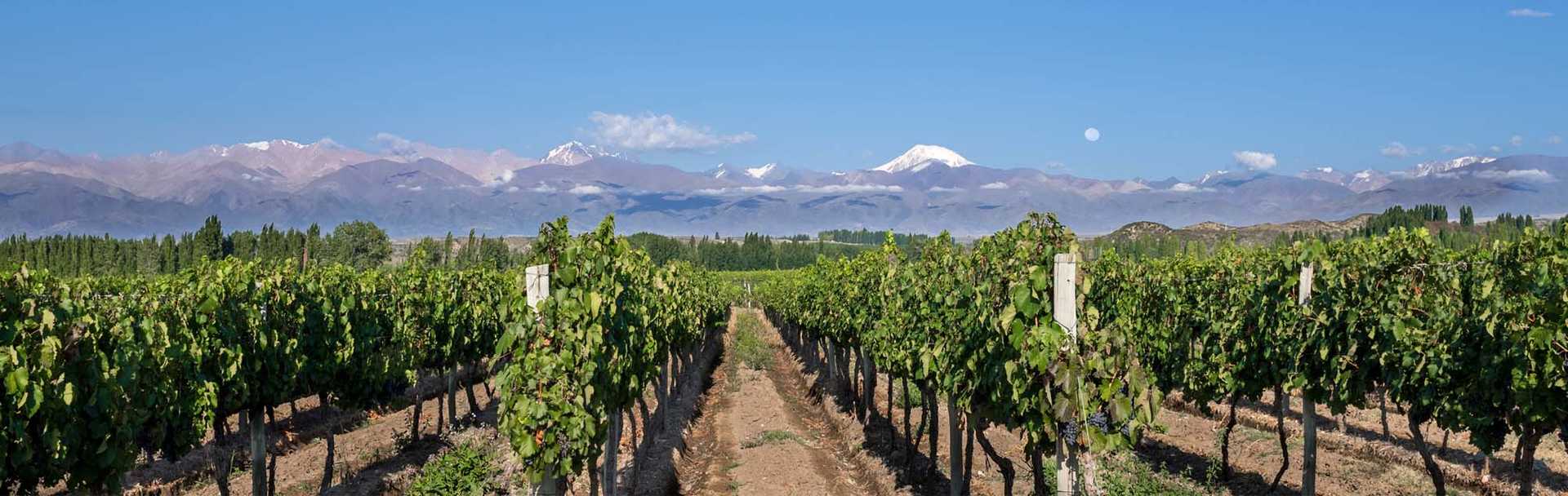 Vineyard and mountains in Mendoza, Argentina