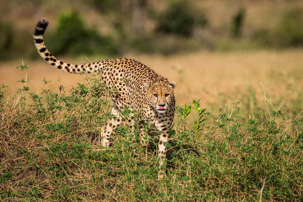 Top 15 Animals of Tanzania and Where to See Them | Zicasso