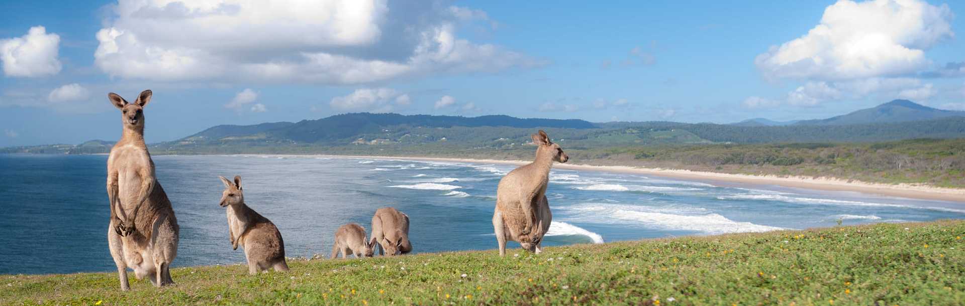 Kangaroos near Emerald Beach in Australia