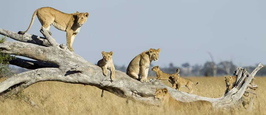 Lions on a dead tree branch in Chobe National Park, Botswana