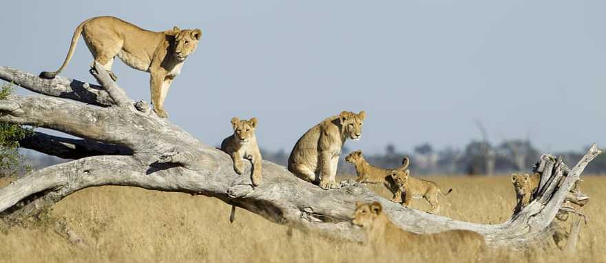 Lions on a dead tree branch in Chobe National Park, Botswana Lions on a dead tree branch in Chobe National Park, Botswana