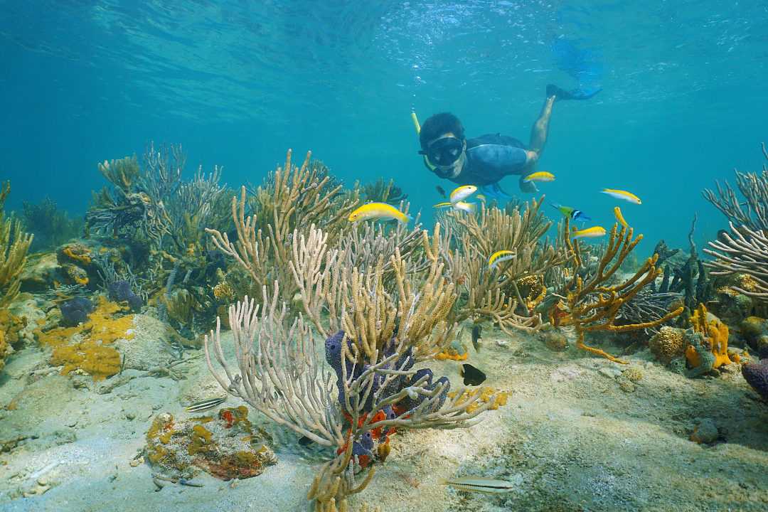 Tropical reef in Bocas del Toro, Panana
