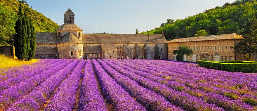 Lavender fields by the Abbey of Senanque in Gordes in France.