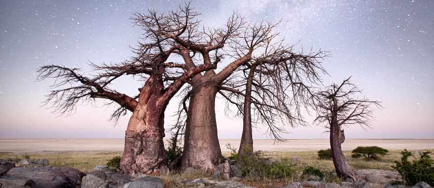 Baobab trees under the night sky in the Makgadikgadi Pan Baobab trees under the night sky in the Makgadikgadi Pan