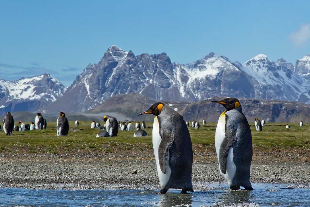 King Penguins on South Georgia Island