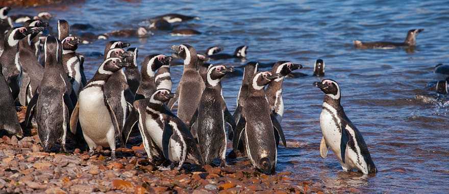 Megellanic penguins in Southern Argentina