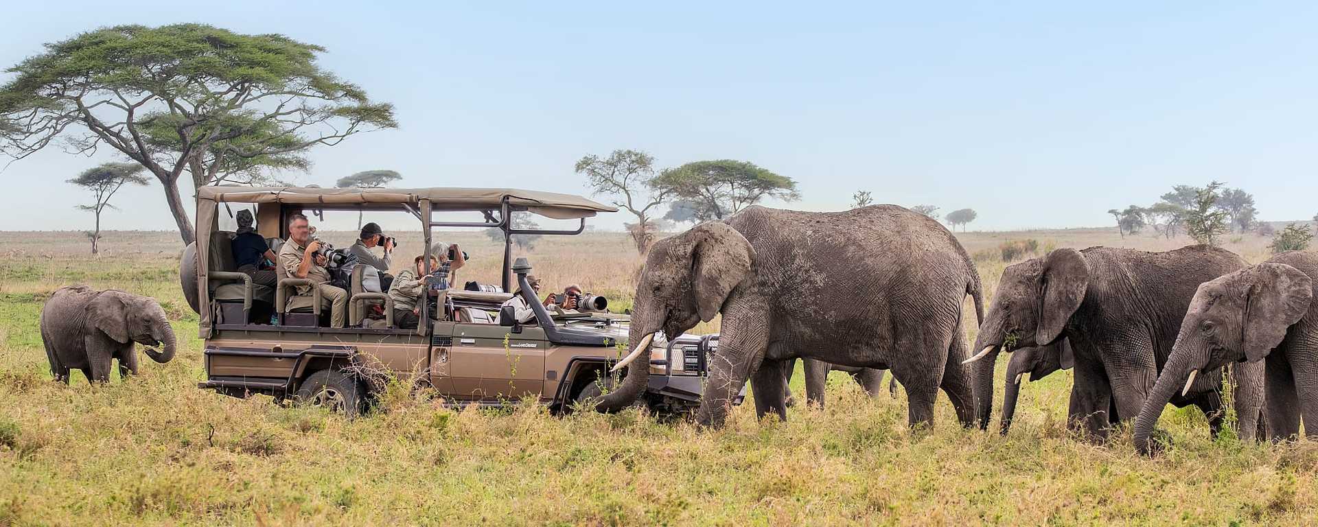 Travelers on African safari game drive photographing elephants close up in Eastern Serengeti, Tanzania