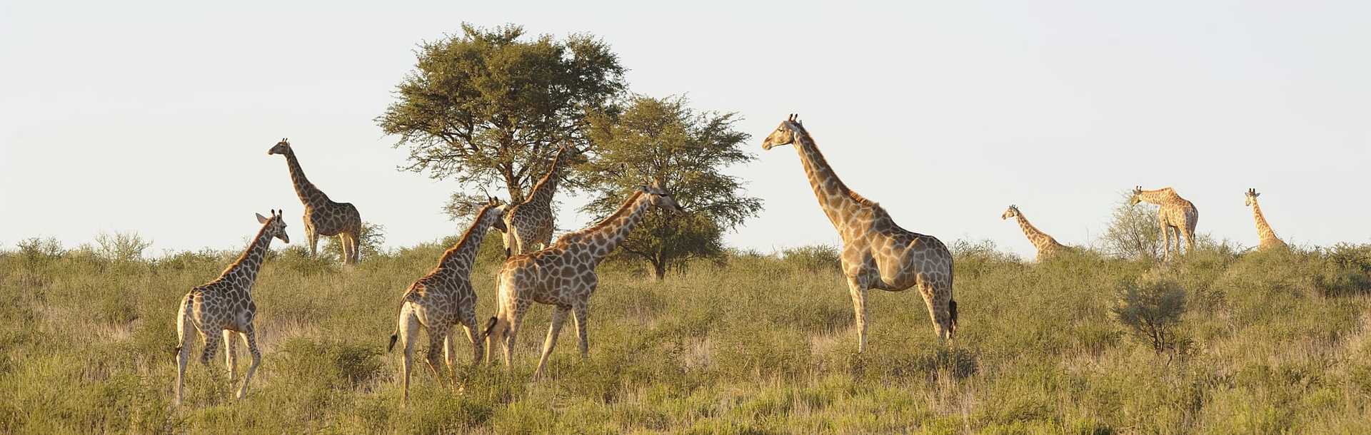 Herd of Giraffe in field in South Africa