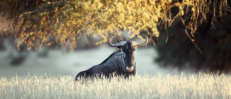 A wildebeest rest under a tree in the savanna