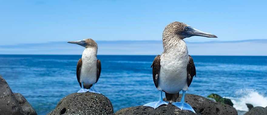 Blue-footed boobies in the Galapagos, Ecuador