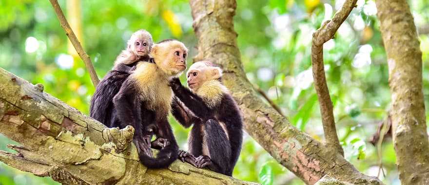 Family of capuchin monkeys in a tree