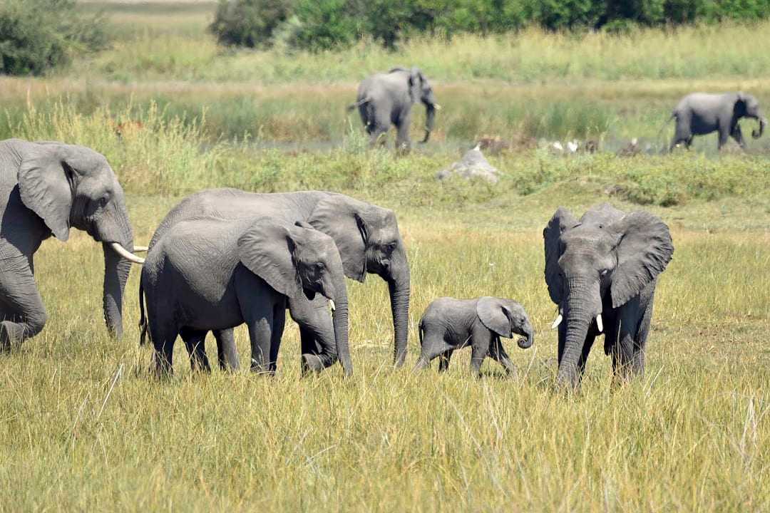 Herd of elephants in Selinda Reserve, Botswana 
