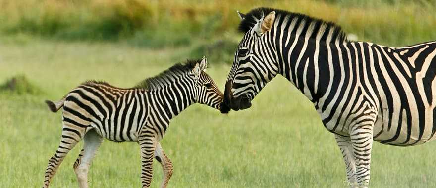 Classic Southern African Safari - Zebra rubbing noses with her calf in the Okavango Delta
