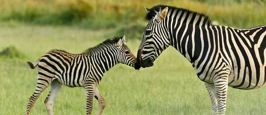 Classic Southern African Safari - Zebra rubbing noses with her calf in the Okavango Delta