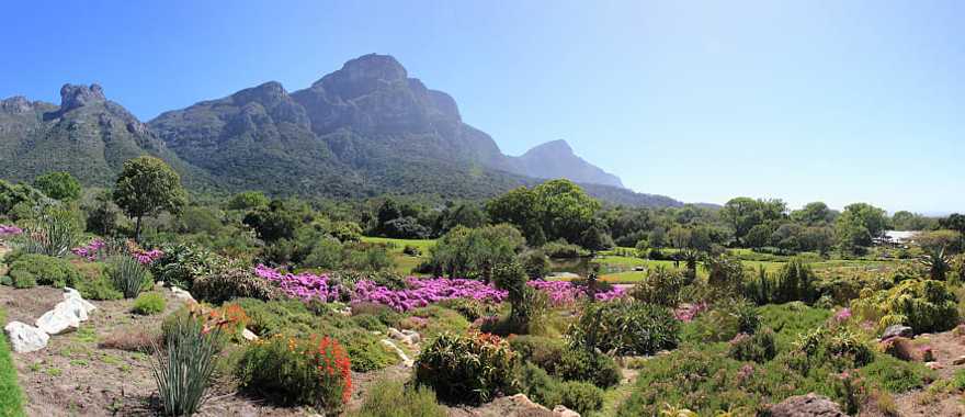 Kirstenbosch Botanical Gardens in Cape Town, South Africa