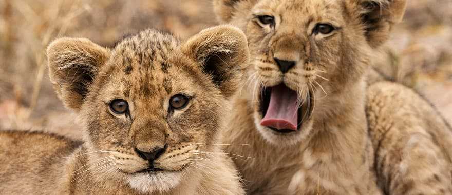 Lion cubs in the African savanna