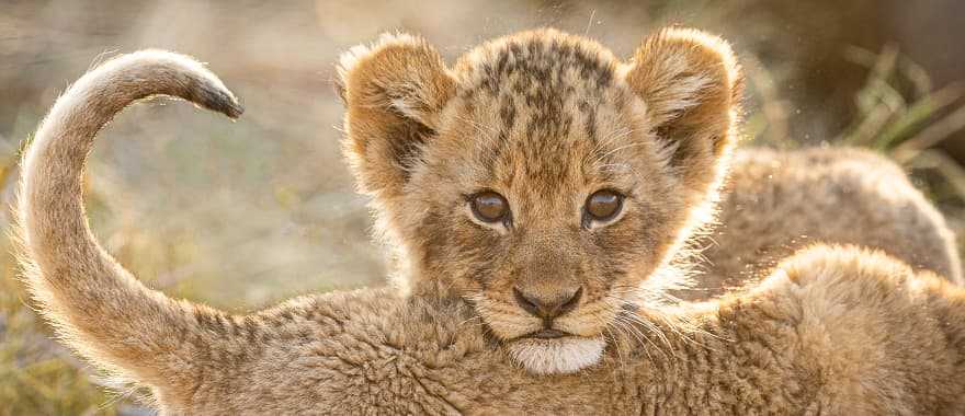 Lion cubs in the African savanna