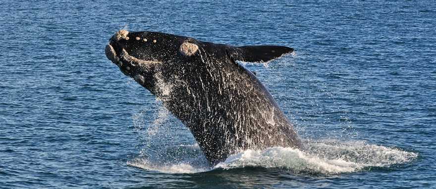 A southern right whale breaching in Walker Bay Nature Reserve, Hermanus, South Africa