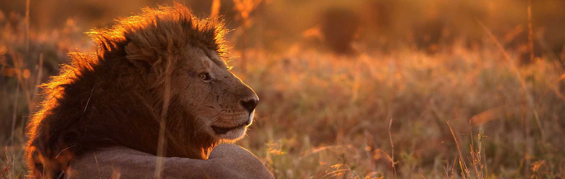 Lion resting in Masai Mara, Kenya