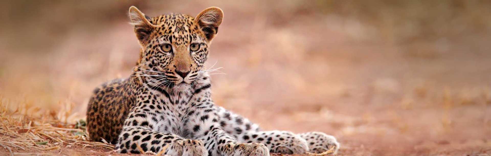 Young African leopard in Hwange National Park, Zimbabwe
