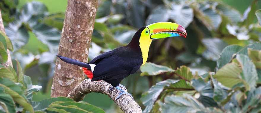 A Keel billed toucan in Costa Rica rainforest 