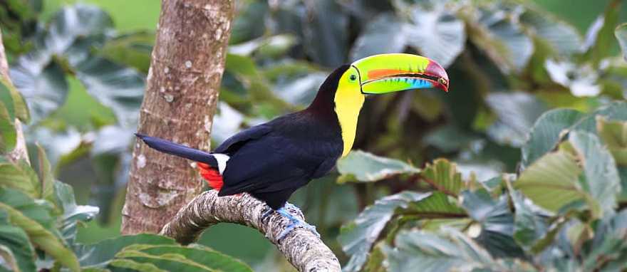 A Keel billed toucan in Costa Rica rainforest 