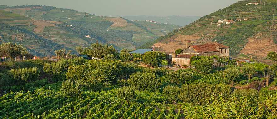 Immerse yourself in the atmosphere of the old vineyards of the Douro Valley, which have changed little since the 18th century.