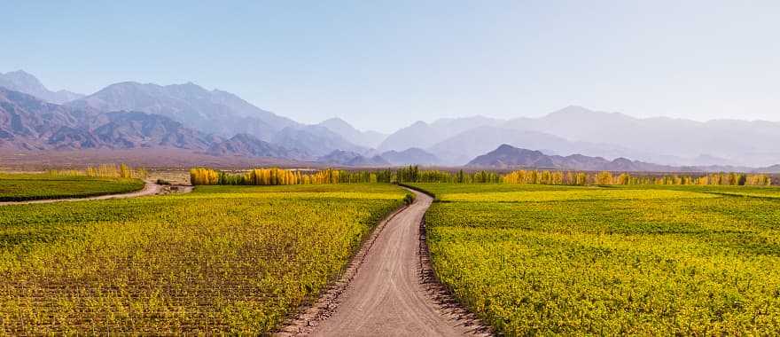 Vineyards and the Andes Mountains in Mendoza, Argentina