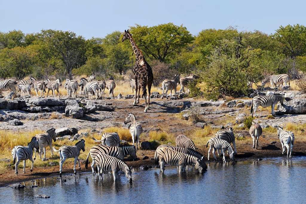 A lone giraffe surrounded by a herd of zebras in Etosha National Park, Namibia.