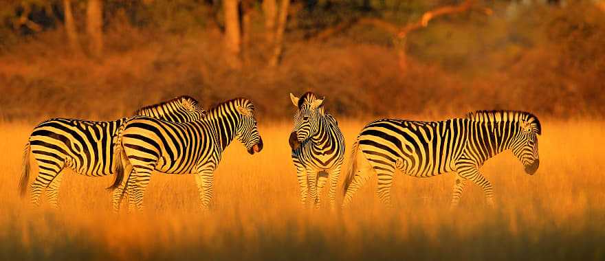 Zebras in Hwange National Park, Zimbabwe