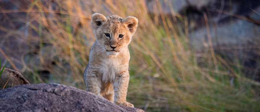 Lion cub in Tanzania
