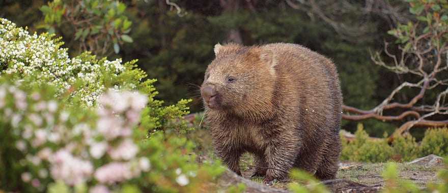 Wombat walking thru the brush in Tasmania