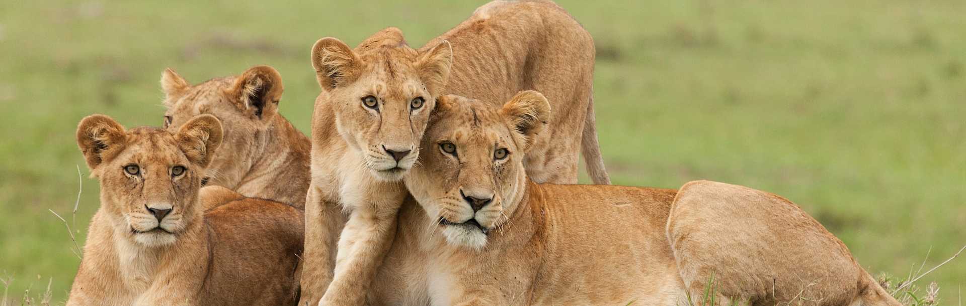 Pride of lions relaxing on grass