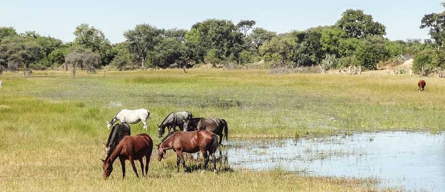 Horses by the Okavango Delta in Botswana