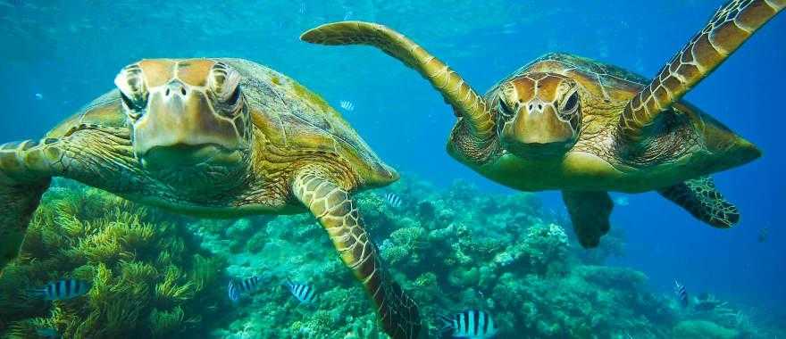 Turtles swimming along the coral of the Great Barrier Reef